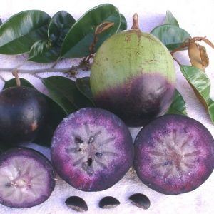 Purple Atis